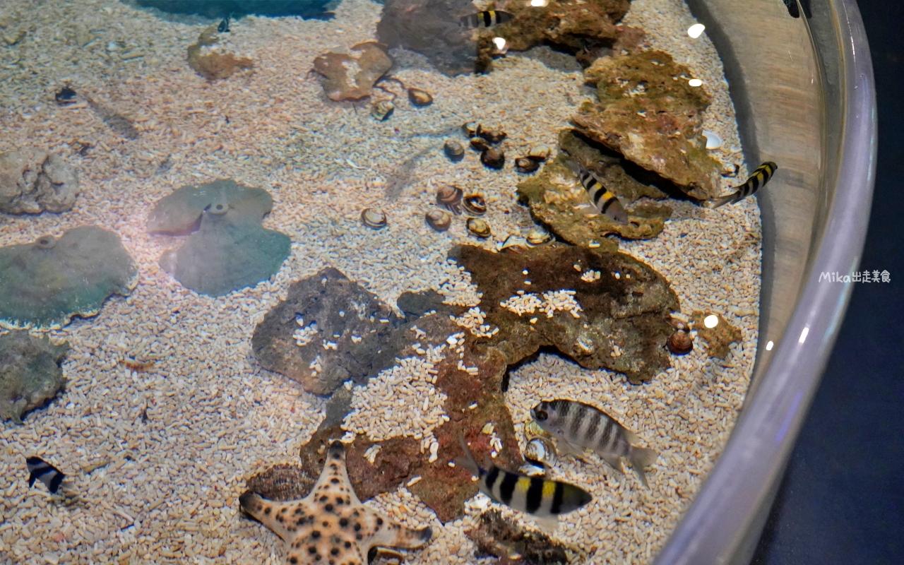 【花蓮】 遠雄 海洋公園|東台灣最大 有山景+海景的水族主題遊樂園,還有全台唯一真人 美人魚實境秀! 【花蓮】 遠雄 海洋公園|東台灣最大 有山景+海景的水族主題遊樂園,還有全台唯一真人 美人魚實境秀!