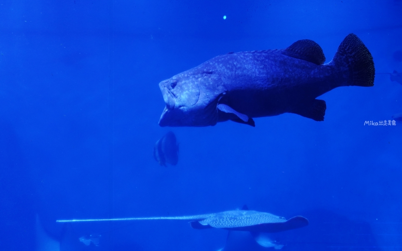 【花蓮】 遠雄 海洋公園|東台灣最大 有山景+海景的水族主題遊樂園,還有全台唯一真人 美人魚實境秀! 【花蓮】 遠雄 海洋公園|東台灣最大 有山景+海景的水族主題遊樂園,還有全台唯一真人 美人魚實境秀!