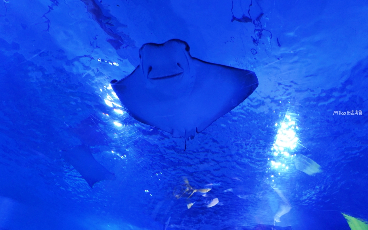 【花蓮】 遠雄 海洋公園|東台灣最大 有山景+海景的水族主題遊樂園,還有全台唯一真人 美人魚實境秀! 【花蓮】 遠雄 海洋公園|東台灣最大 有山景+海景的水族主題遊樂園,還有全台唯一真人 美人魚實境秀!