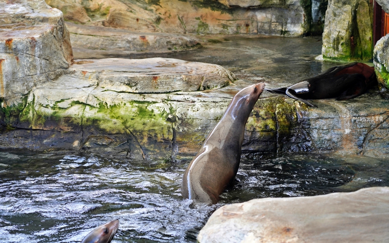 【花蓮】 遠雄 海洋公園|東台灣最大 有山景+海景的水族主題遊樂園,還有全台唯一真人 美人魚實境秀! 【花蓮】 遠雄 海洋公園|東台灣最大 有山景+海景的水族主題遊樂園,還有全台唯一真人 美人魚實境秀!