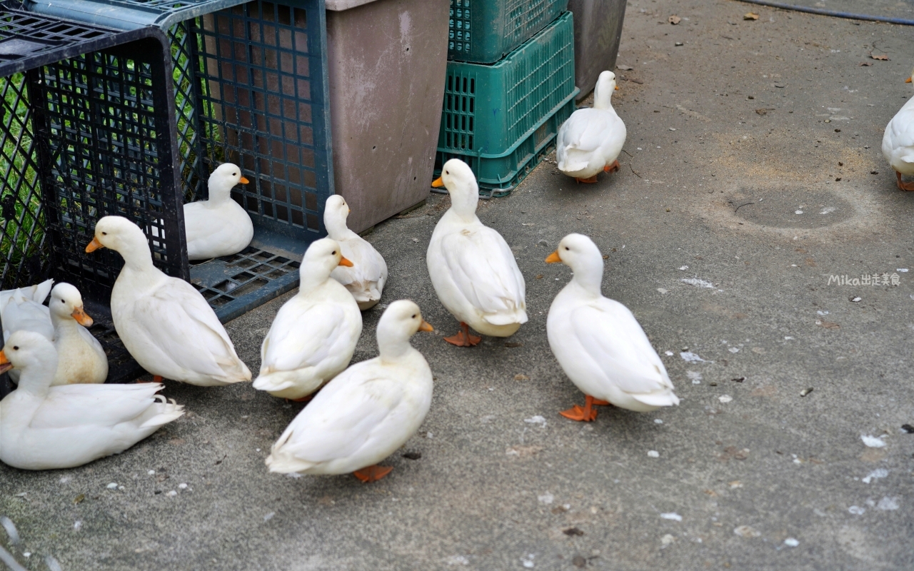 【宜蘭】員山 鄉村風味｜鄉間田園裡的窯烤披薩，脆皮香酥窯烤德國豬腳也很推薦。