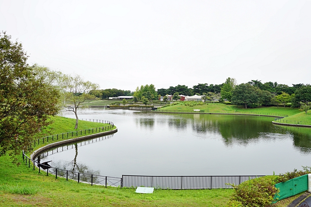 『日本。茨城』 東京近郊最推薦景點 国営ひたち海浜公園 ｜秋天遊日必去打卡熱點 史上最療癒的可愛掃帚草，綠色可愛 紅色豔麗！春天有水仙，郁金香，初夏有粉蝶花、薔薇，夏天有百日菊,秋天有掃帚草，秋櫻等等，隨着四季變化的各種花草花海｜2018年9/03-9/07 茨城東京 五天四夜自由行