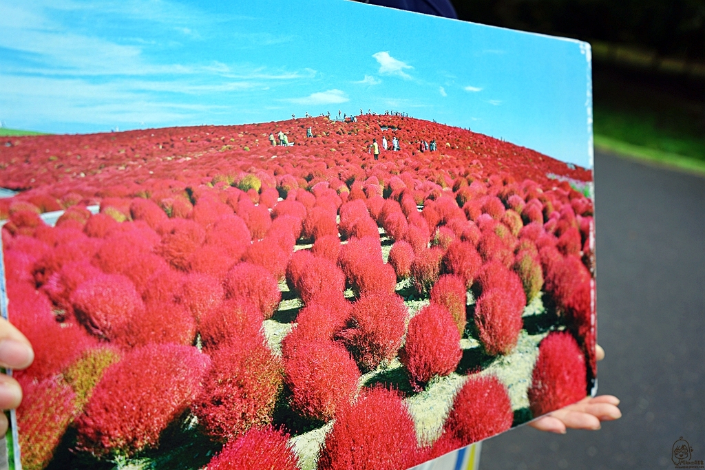 『日本。茨城』 東京近郊最推薦景點 国営ひたち海浜公園 ｜秋天遊日必去打卡熱點 史上最療癒的可愛掃帚草，綠色可愛 紅色豔麗！春天有水仙，郁金香，初夏有粉蝶花、薔薇，夏天有百日菊,秋天有掃帚草，秋櫻等等，隨着四季變化的各種花草花海｜2018年9/03-9/07 茨城東京 五天四夜自由行