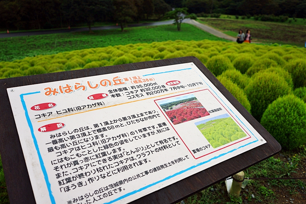 『日本。茨城』 東京近郊最推薦景點 国営ひたち海浜公園 ｜秋天遊日必去打卡熱點 史上最療癒的可愛掃帚草，綠色可愛 紅色豔麗！春天有水仙，郁金香，初夏有粉蝶花、薔薇，夏天有百日菊,秋天有掃帚草，秋櫻等等，隨着四季變化的各種花草花海｜2018年9/03-9/07 茨城東京 五天四夜自由行