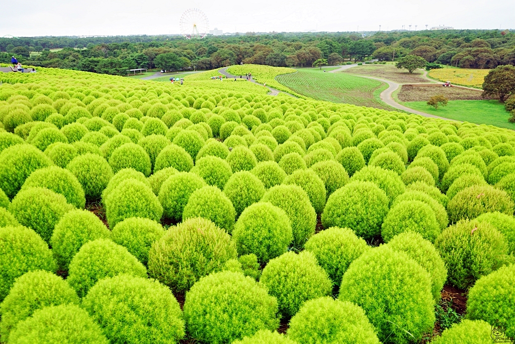 『日本。茨城』 東京近郊最推薦景點 国営ひたち海浜公園 ｜秋天遊日必去打卡熱點 史上最療癒的可愛掃帚草，綠色可愛 紅色豔麗！春天有水仙，郁金香，初夏有粉蝶花、薔薇，夏天有百日菊,秋天有掃帚草，秋櫻等等，隨着四季變化的各種花草花海｜2018年9/03-9/07 茨城東京 五天四夜自由行