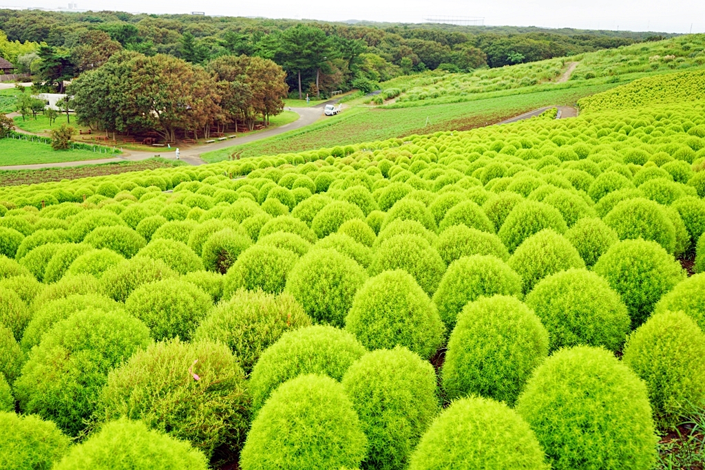 『日本。茨城』 東京近郊最推薦景點 国営ひたち海浜公園 ｜秋天遊日必去打卡熱點 史上最療癒的可愛掃帚草，綠色可愛 紅色豔麗！春天有水仙，郁金香，初夏有粉蝶花、薔薇，夏天有百日菊,秋天有掃帚草，秋櫻等等，隨着四季變化的各種花草花海｜2018年9/03-9/07 茨城東京 五天四夜自由行