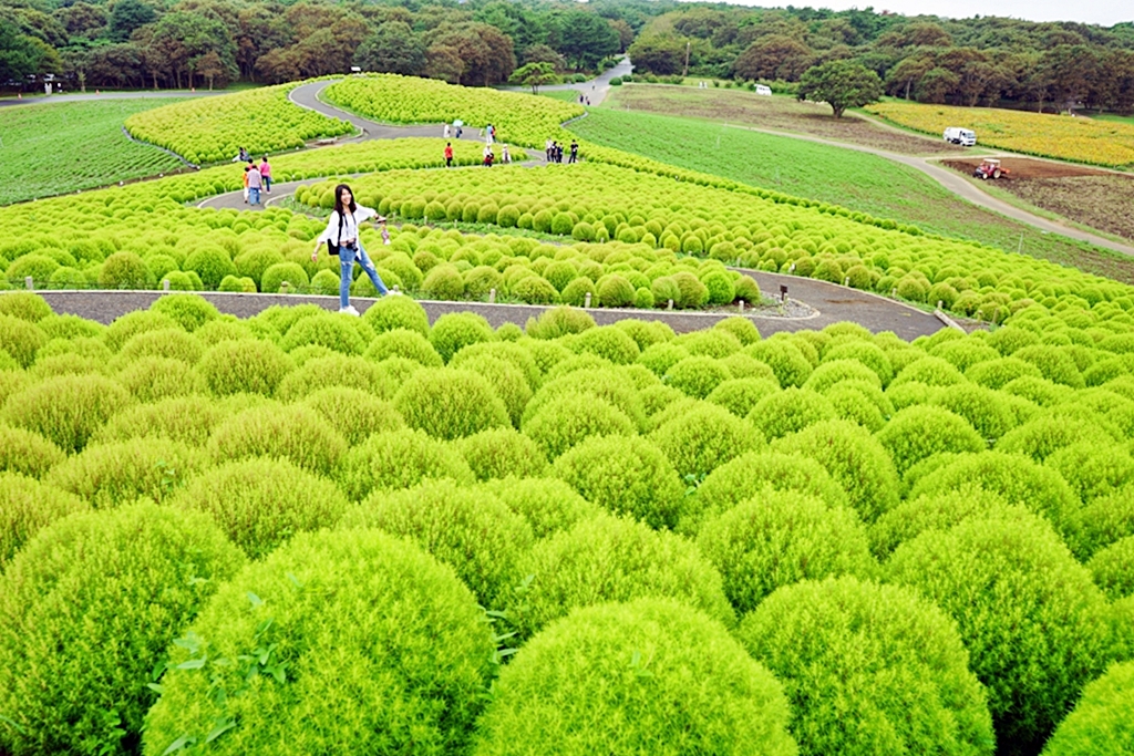 『日本。茨城』 東京近郊最推薦景點 国営ひたち海浜公園 ｜秋天遊日必去打卡熱點 史上最療癒的可愛掃帚草，綠色可愛 紅色豔麗！春天有水仙，郁金香，初夏有粉蝶花、薔薇，夏天有百日菊,秋天有掃帚草，秋櫻等等，隨着四季變化的各種花草花海｜2018年9/03-9/07 茨城東京 五天四夜自由行