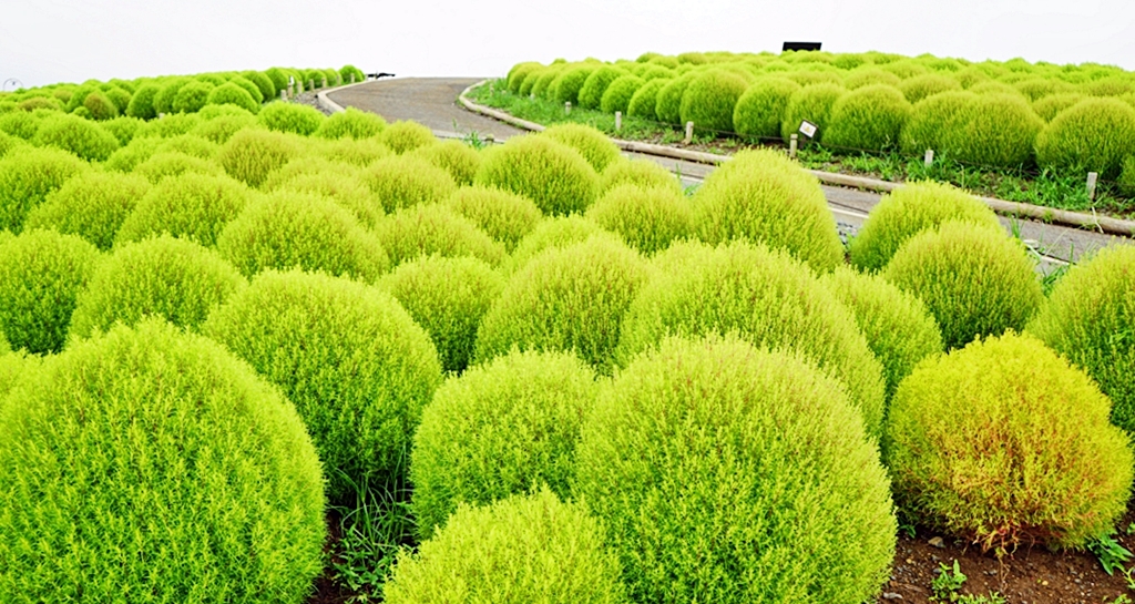 『日本。茨城』 東京近郊最推薦景點 国営ひたち海浜公園 ｜秋天遊日必去打卡熱點 史上最療癒的可愛掃帚草，綠色可愛 紅色豔麗！春天有水仙，郁金香，初夏有粉蝶花、薔薇，夏天有百日菊,秋天有掃帚草，秋櫻等等，隨着四季變化的各種花草花海｜2018年9/03-9/07 茨城東京 五天四夜自由行