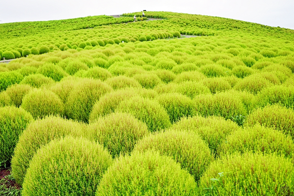 『日本。茨城』 東京近郊最推薦景點 国営ひたち海浜公園 ｜秋天遊日必去打卡熱點 史上最療癒的可愛掃帚草，綠色可愛 紅色豔麗！春天有水仙，郁金香，初夏有粉蝶花、薔薇，夏天有百日菊,秋天有掃帚草，秋櫻等等，隨着四季變化的各種花草花海｜2018年9/03-9/07 茨城東京 五天四夜自由行