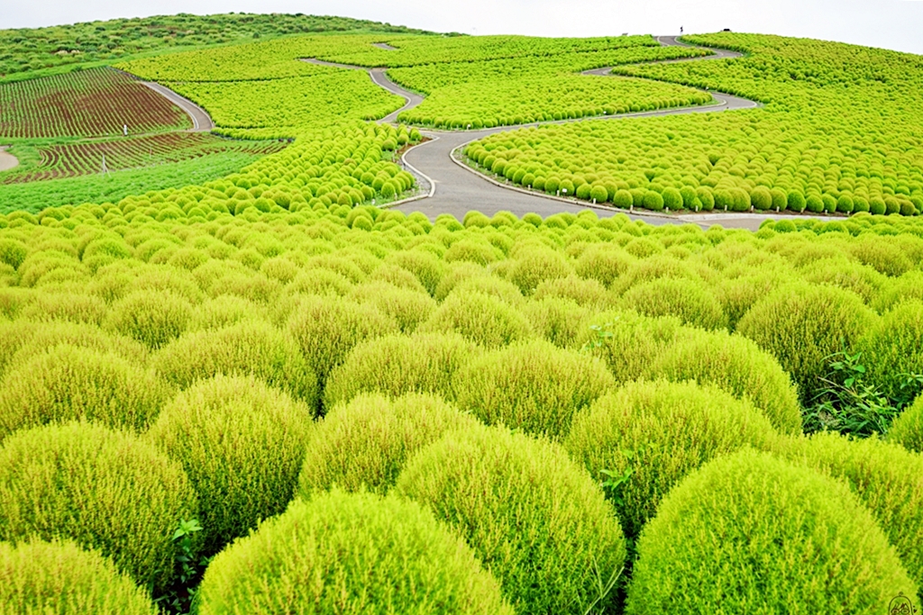 『日本。茨城』 東京近郊最推薦景點 国営ひたち海浜公園 ｜秋天遊日必去打卡熱點 史上最療癒的可愛掃帚草，綠色可愛 紅色豔麗！春天有水仙，郁金香，初夏有粉蝶花、薔薇，夏天有百日菊,秋天有掃帚草，秋櫻等等，隨着四季變化的各種花草花海｜2018年9/03-9/07 茨城東京 五天四夜自由行