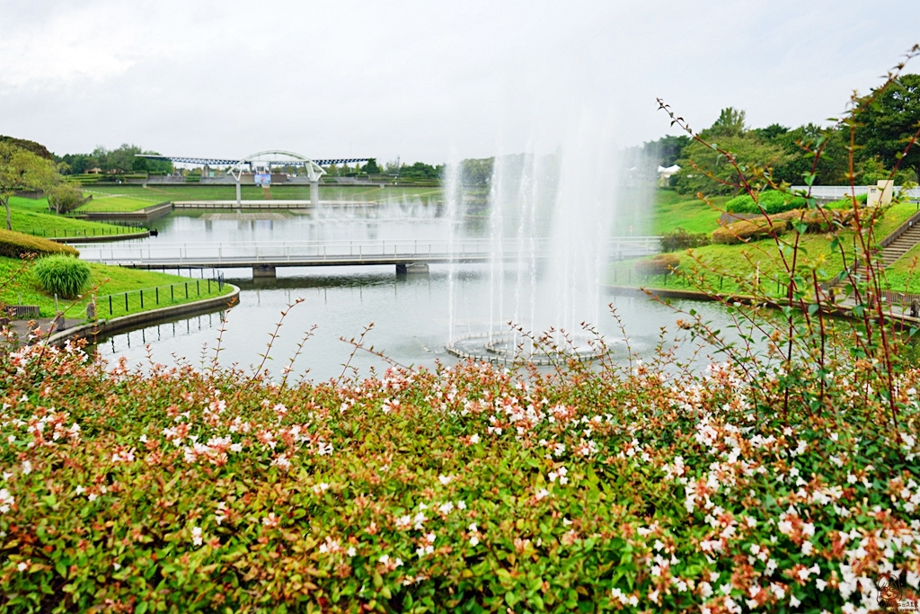 『日本。茨城』 東京近郊最推薦景點 国営ひたち海浜公園 ｜秋天遊日必去打卡熱點 史上最療癒的可愛掃帚草，綠色可愛 紅色豔麗！春天有水仙，郁金香，初夏有粉蝶花、薔薇，夏天有百日菊,秋天有掃帚草，秋櫻等等，隨着四季變化的各種花草花海｜2018年9/03-9/07 茨城東京 五天四夜自由行