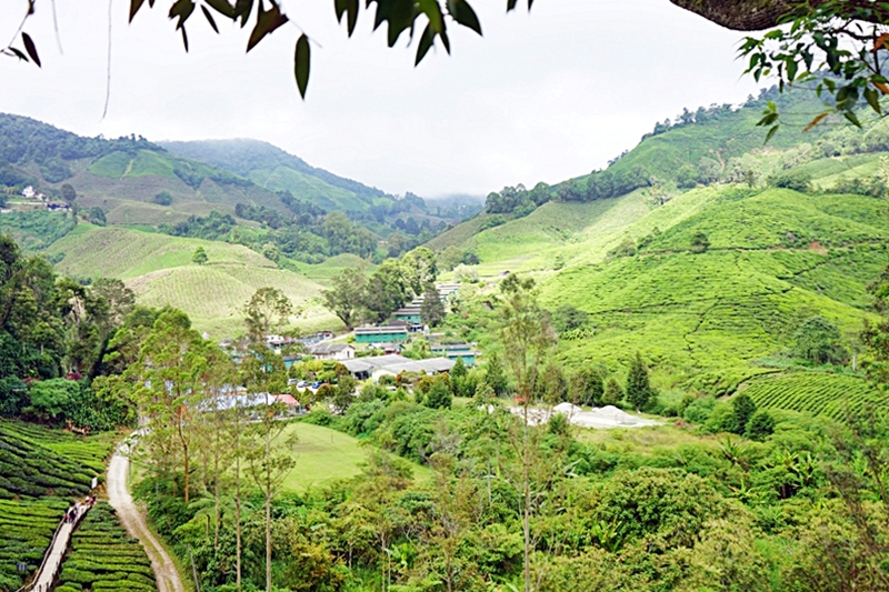 【馬來西亞】 金馬崙高原 BOH茶園｜避暑勝地金馬崙的古老茶山與懸空咖啡廳，馬來西亞非常著名的紅茶品牌發源地 ，上茶山喝咖啡吃煎蕊蛋糕