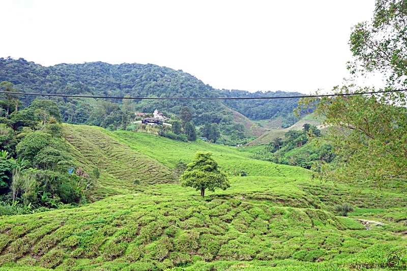 【馬來西亞】 金馬崙高原 BOH茶園｜避暑勝地金馬崙的古老茶山與懸空咖啡廳，馬來西亞非常著名的紅茶品牌發源地 ，上茶山喝咖啡吃煎蕊蛋糕