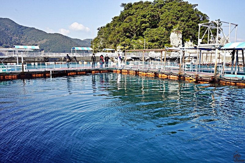 【日本】大分 津久見海豚島(つくみイルカ島)  |  史上最療癒 生活在大自然小港灣海洋裡的可愛海豚，遊客可以跟海豚親親摸摸握手甚至共游的零距離接觸體驗海洋樂園。