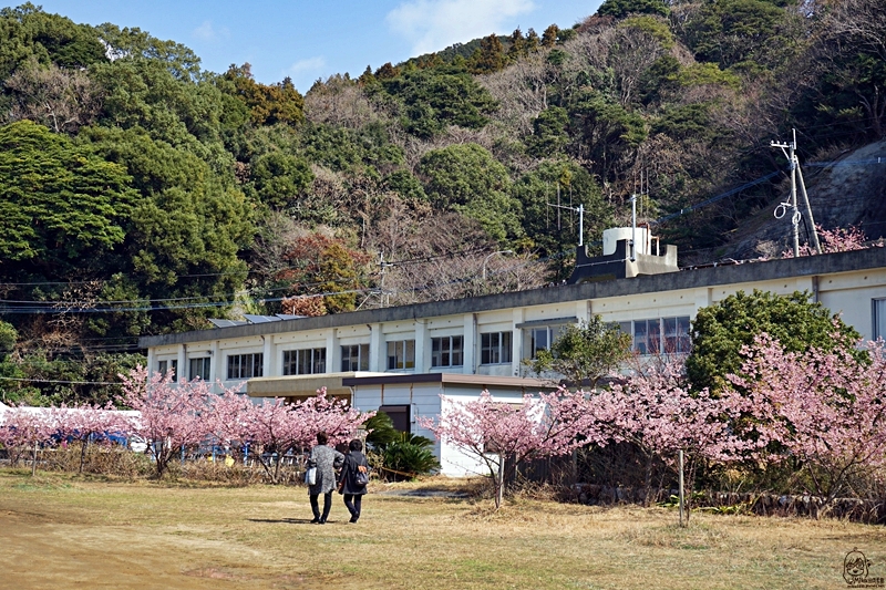 【日本】九州 大分 四浦半島津久見 河津櫻勝地｜九州最早開的櫻花 四浦半島豐後水道河津櫻祭 沿著海岸公路的自駕賞花之旅  期間限定鮪魚日向丼與烤彩色扇貝必吃 一起走花路吃美食。