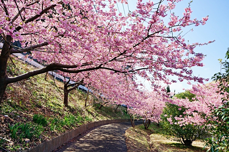 【日本】九州 大分 四浦半島津久見 河津櫻勝地｜九州最早開的櫻花 四浦半島豐後水道河津櫻祭 沿著海岸公路的自駕賞花之旅  期間限定鮪魚日向丼與烤彩色扇貝必吃 一起走花路吃美食。