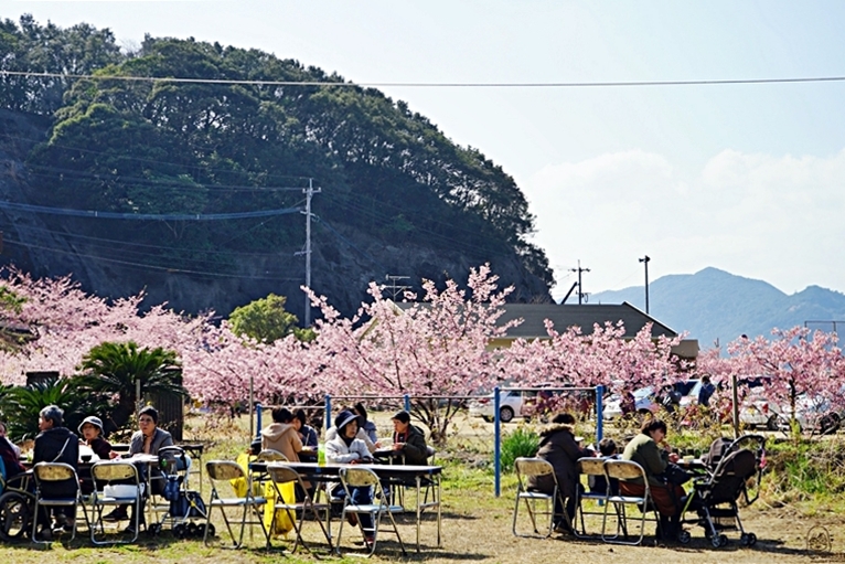 【日本】九州 大分 四浦半島津久見 河津櫻勝地｜九州最早開的櫻花 四浦半島豐後水道河津櫻祭 沿著海岸公路的自駕賞花之旅  期間限定鮪魚日向丼與烤彩色扇貝必吃 一起走花路吃美食。