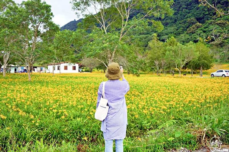 『花蓮。玉里』 赤科山金針花海｜2019花蓮金針花季  是季節限定的黃澄澄花海  赤科山更是台灣最大面積的金針花海。