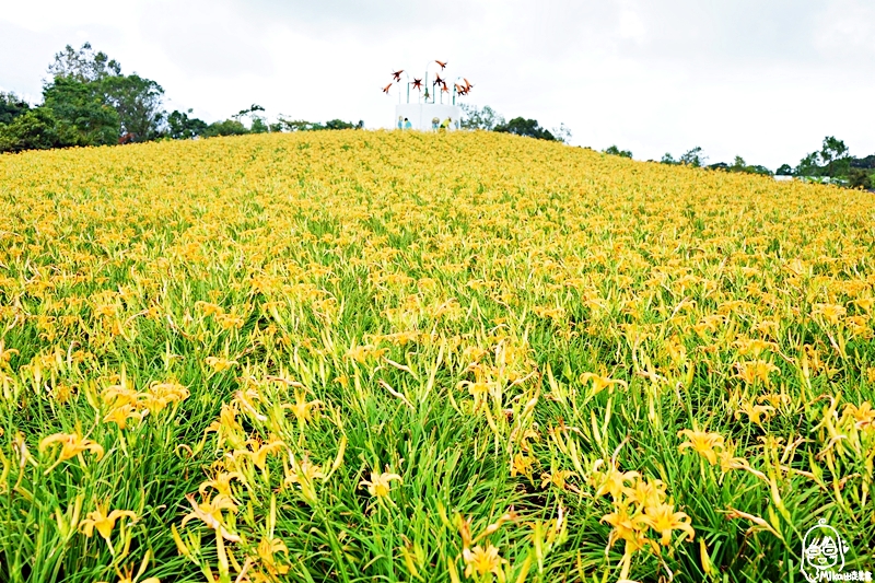 『花蓮。玉里』 赤科山金針花海｜2019花蓮金針花季  是季節限定的黃澄澄花海  赤科山更是台灣最大面積的金針花海。