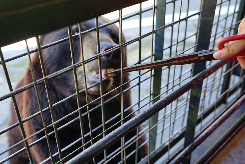 『日本。大分縣』 九州自然野生動物園｜藏身叢林巴士深入九州自然野生動物園演一場猛獸餵食秀｜2018/0711-0714 北九州市大分宮崎 SUNQ PASS四日券 巴士之旅趴趴走。