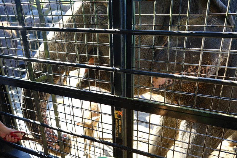 『日本。大分縣』 九州自然野生動物園｜藏身叢林巴士深入九州自然野生動物園演一場猛獸餵食秀｜2018/0711-0714 北九州市大分宮崎 SUNQ PASS四日券 巴士之旅趴趴走。