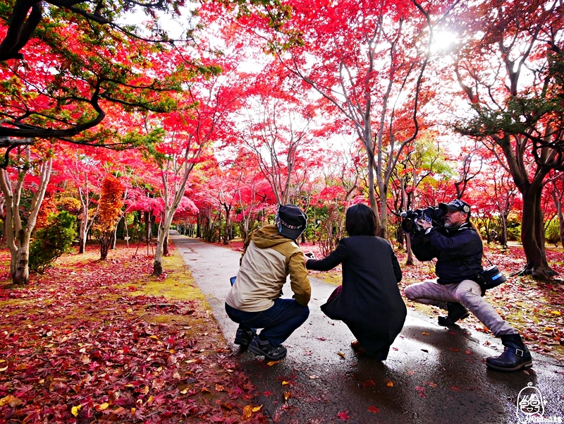 【日本】 北海道 札幌 平岡樹藝中心｜根本小型植物園，長達150公尺的紅葉隧道，漫步其間彷彿置身在畫中，醉人心脾。