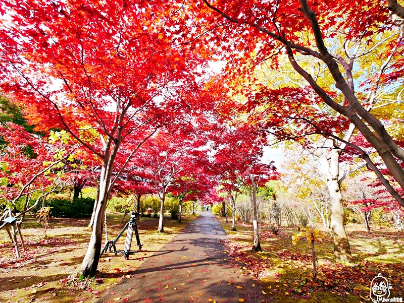 【日本】 北海道 札幌 平岡樹藝中心｜根本小型植物園，長達150公尺的紅葉隧道，漫步其間彷彿置身在畫中，醉人心脾。