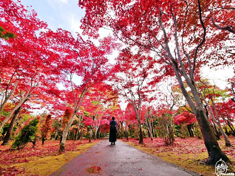 【日本】 北海道 札幌 平岡樹藝中心｜根本小型植物園，長達150公尺的紅葉隧道，漫步其間彷彿置身在畫中，醉人心脾。