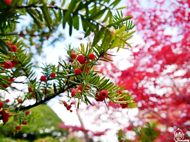 【日本】 北海道 札幌 平岡樹藝中心｜根本小型植物園，長達150公尺的紅葉隧道，漫步其間彷彿置身在畫中，醉人心脾。