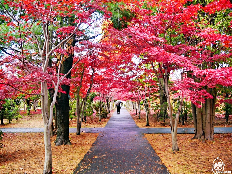 【日本】 北海道 札幌 平岡樹藝中心｜根本小型植物園，長達150公尺的紅葉隧道，漫步其間彷彿置身在畫中，醉人心脾。