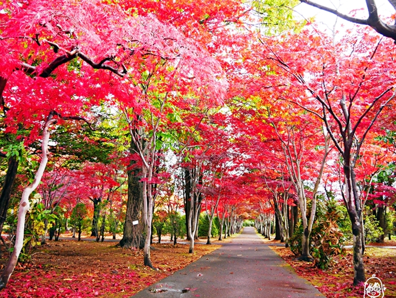 【日本】 北海道 札幌 平岡樹藝中心｜根本小型植物園，長達150公尺的紅葉隧道，漫步其間彷彿置身在畫中，醉人心脾。