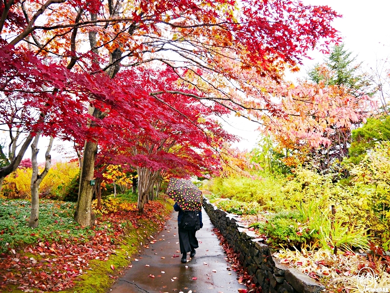 【日本】 北海道 札幌 平岡樹藝中心｜根本小型植物園，長達150公尺的紅葉隧道，漫步其間彷彿置身在畫中，醉人心脾。