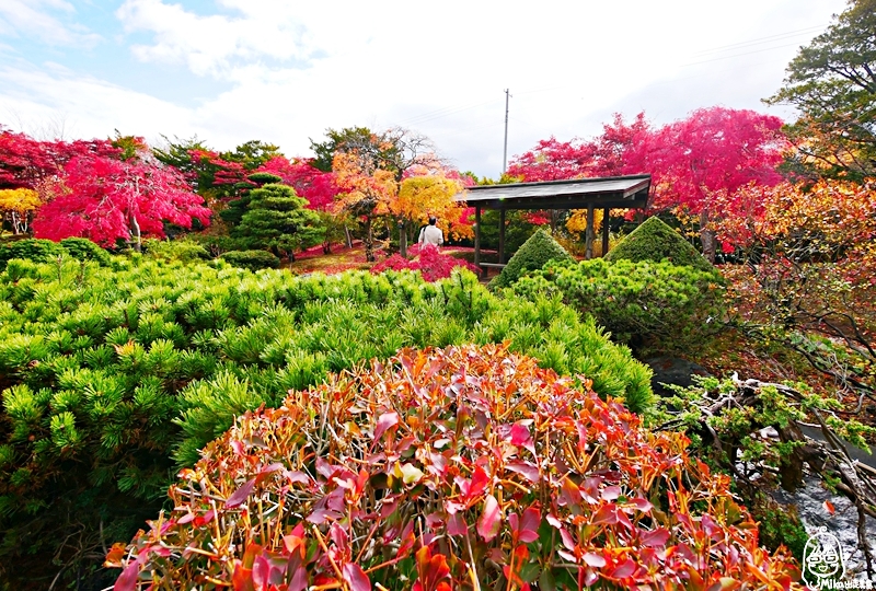 【日本】 北海道 札幌 平岡樹藝中心｜根本小型植物園，長達150公尺的紅葉隧道，漫步其間彷彿置身在畫中，醉人心脾。