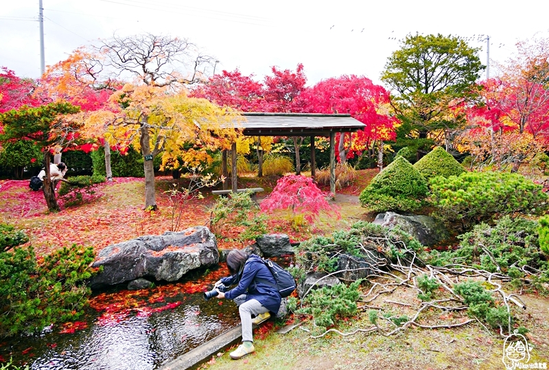 【日本】 北海道 札幌 平岡樹藝中心｜根本小型植物園，長達150公尺的紅葉隧道，漫步其間彷彿置身在畫中，醉人心脾。