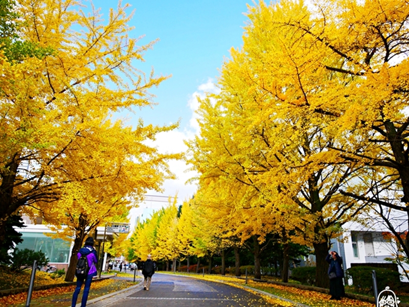 【日本】   北海道 札幌市區中的紅葉名所 中島公園 |  秋意濃 ，滿園的紅、黃、橘色的楓樹、銀杏等各種變葉木，妝點出如織錦般的美麗景色，讓人驚艷。