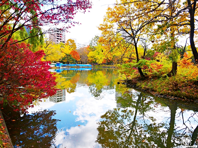 【日本】   北海道 札幌市區中的紅葉名所 中島公園 |  秋意濃 ，滿園的紅、黃、橘色的楓樹、銀杏等各種變葉木，妝點出如織錦般的美麗景色，讓人驚艷。