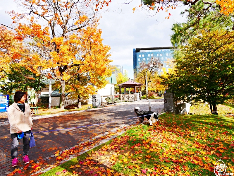 【日本】   北海道 札幌市區中的紅葉名所 中島公園 |  秋意濃 ，滿園的紅、黃、橘色的楓樹、銀杏等各種變葉木，妝點出如織錦般的美麗景色，讓人驚艷。