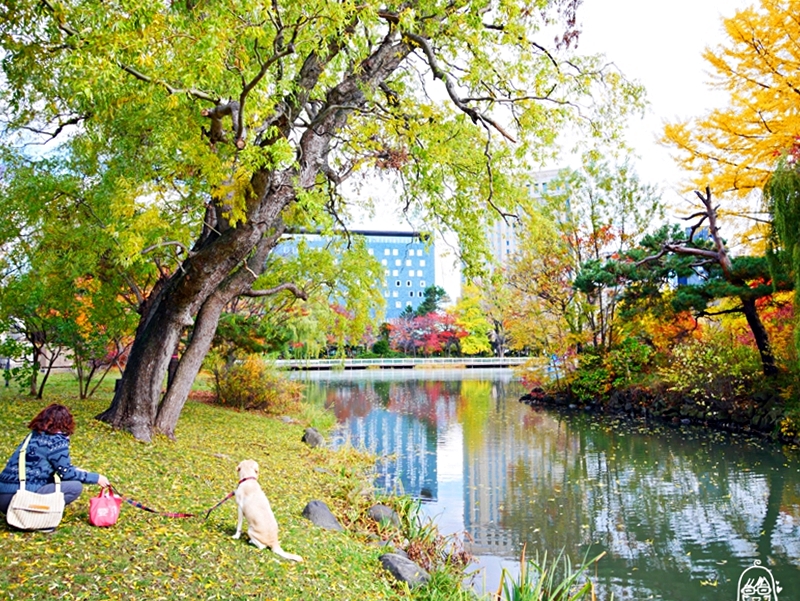 【日本】   北海道 札幌市區中的紅葉名所 中島公園 |  秋意濃 ，滿園的紅、黃、橘色的楓樹、銀杏等各種變葉木，妝點出如織錦般的美麗景色，讓人驚艷。