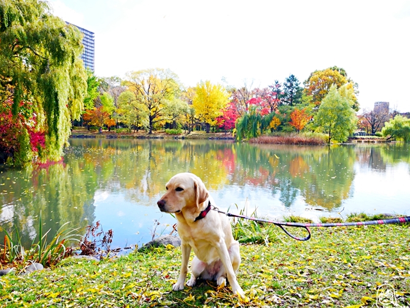 【日本】   北海道 札幌市區中的紅葉名所 中島公園 |  秋意濃 ，滿園的紅、黃、橘色的楓樹、銀杏等各種變葉木，妝點出如織錦般的美麗景色，讓人驚艷。