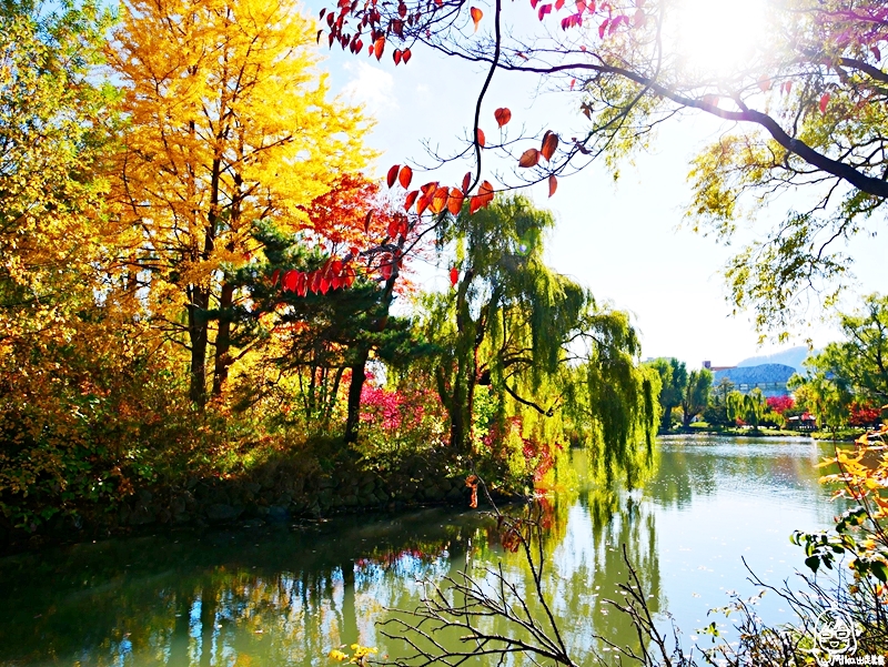 【日本】   北海道 札幌市區中的紅葉名所 中島公園 |  秋意濃 ，滿園的紅、黃、橘色的楓樹、銀杏等各種變葉木，妝點出如織錦般的美麗景色，讓人驚艷。