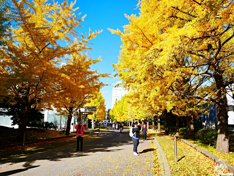 【日本】   北海道 札幌市區中的紅葉名所 中島公園 |  秋意濃 ，滿園的紅、黃、橘色的楓樹、銀杏等各種變葉木，妝點出如織錦般的美麗景色，讓人驚艷。