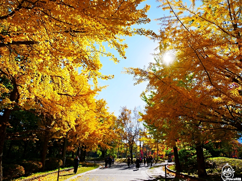 【日本】   北海道 札幌市區中的紅葉名所 中島公園 |  秋意濃 ，滿園的紅、黃、橘色的楓樹、銀杏等各種變葉木，妝點出如織錦般的美麗景色，讓人驚艷。