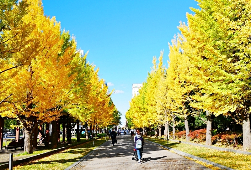 【日本】   北海道 札幌市區中的紅葉名所 中島公園 |  秋意濃 ，滿園的紅、黃、橘色的楓樹、銀杏等各種變葉木，妝點出如織錦般的美麗景色，讓人驚艷。