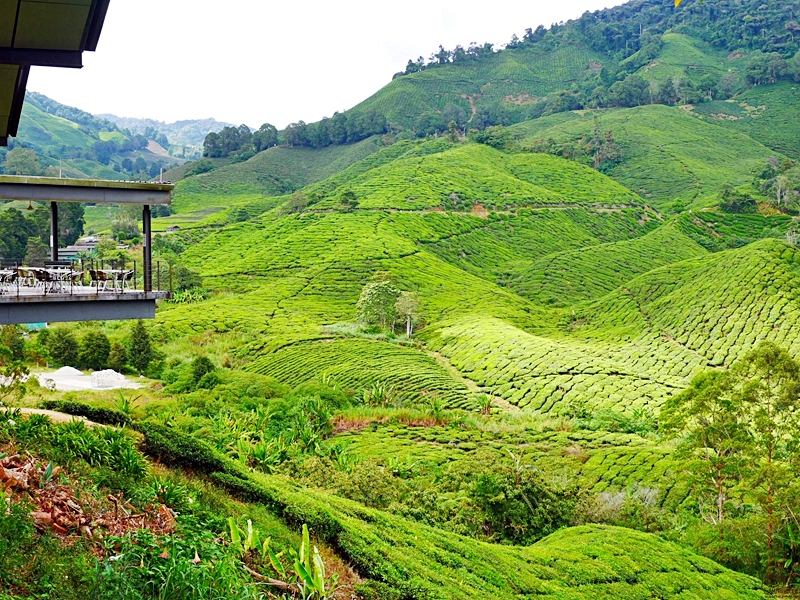 『馬來西亞。彭亨州』 金馬崙高原 BOH茶園｜避暑勝地金馬崙的古老茶山，也是馬來西亞非常著名的紅茶品牌 ，上茶山喝咖啡吃煎蕊蛋糕｜ 2019-0122-0126馬來西亞金馬倫跟怡保六天五夜之旅