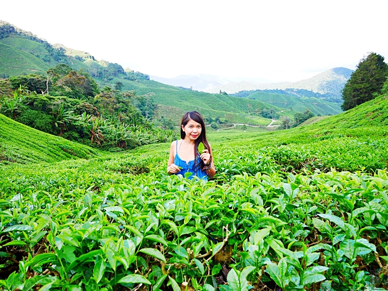 【馬來西亞】 金馬崙高原 BOH茶園｜避暑勝地金馬崙的古老茶山與懸空咖啡廳，馬來西亞非常著名的紅茶品牌發源地 ，上茶山喝咖啡吃煎蕊蛋糕