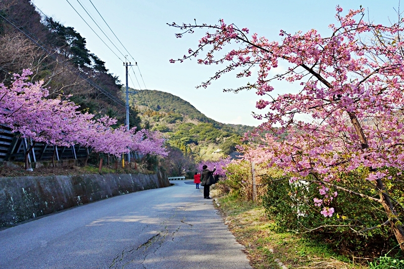 【日本】九州 大分 四浦半島津久見 河津櫻勝地｜九州最早開的櫻花 四浦半島豐後水道河津櫻祭 沿著海岸公路的自駕賞花之旅  期間限定鮪魚日向丼與烤彩色扇貝必吃 一起走花路吃美食。