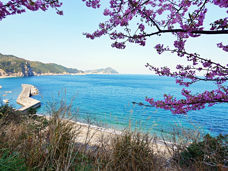 【日本】九州 大分 四浦半島津久見 河津櫻勝地｜九州最早開的櫻花 四浦半島豐後水道河津櫻祭 沿著海岸公路的自駕賞花之旅  期間限定鮪魚日向丼與烤彩色扇貝必吃 一起走花路吃美食。