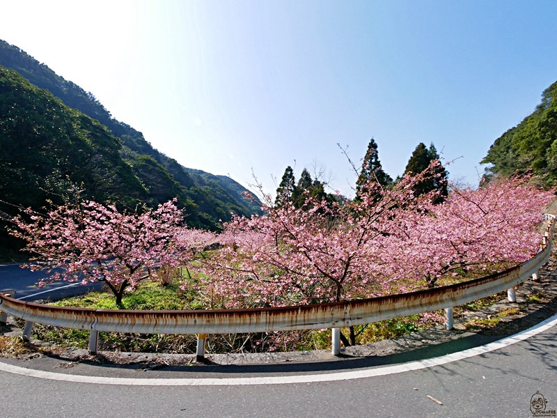 【日本】九州 大分 四浦半島津久見 河津櫻勝地｜九州最早開的櫻花 四浦半島豐後水道河津櫻祭 沿著海岸公路的自駕賞花之旅  期間限定鮪魚日向丼與烤彩色扇貝必吃 一起走花路吃美食。