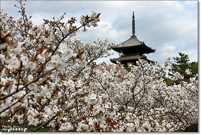 延伸閱讀：『日本京都』2013年京阪賞櫻之旅DAY5-京都最後花見『仁和寺』