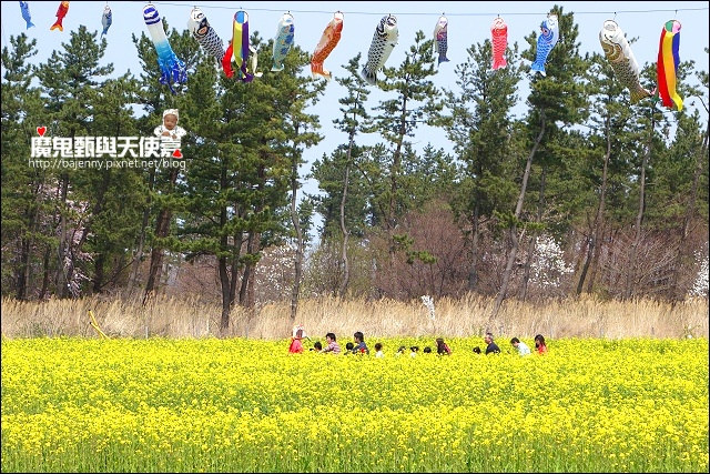 延伸閱讀：《日本秋田自駕自助行》大潟村櫻花與油菜花祭典．花田迷你小火車